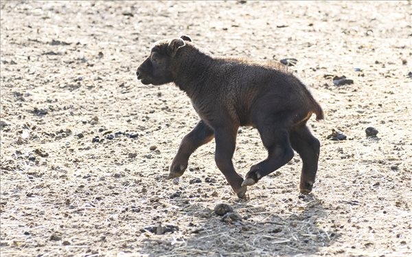 Újabb mishmi takin született a Nyíregyházi Állatparkban