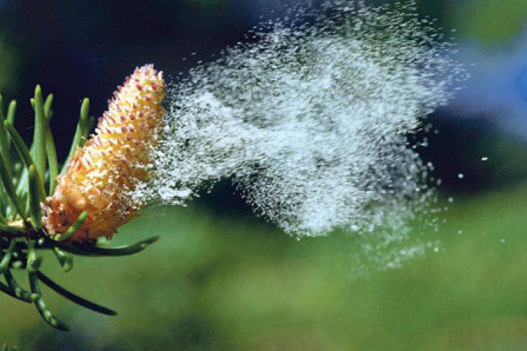 Enyhe tél - A kora tavaszi allergén növények már szórják pollenjeiket